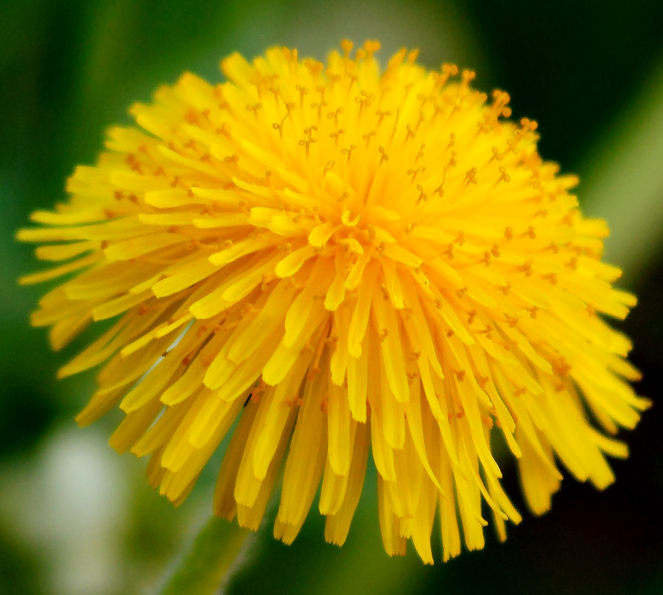Löwenzahn Taraxacum sect Ruderalia Blütenkorb