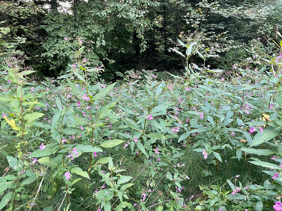 Drüsiges Springkraut (Impatiens glandulifera)