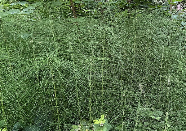 Schachtelhalme (Equisetum): Eigenschaften / Merkmale / Bestimmung / Unterscheidung / Verwendung: Herde