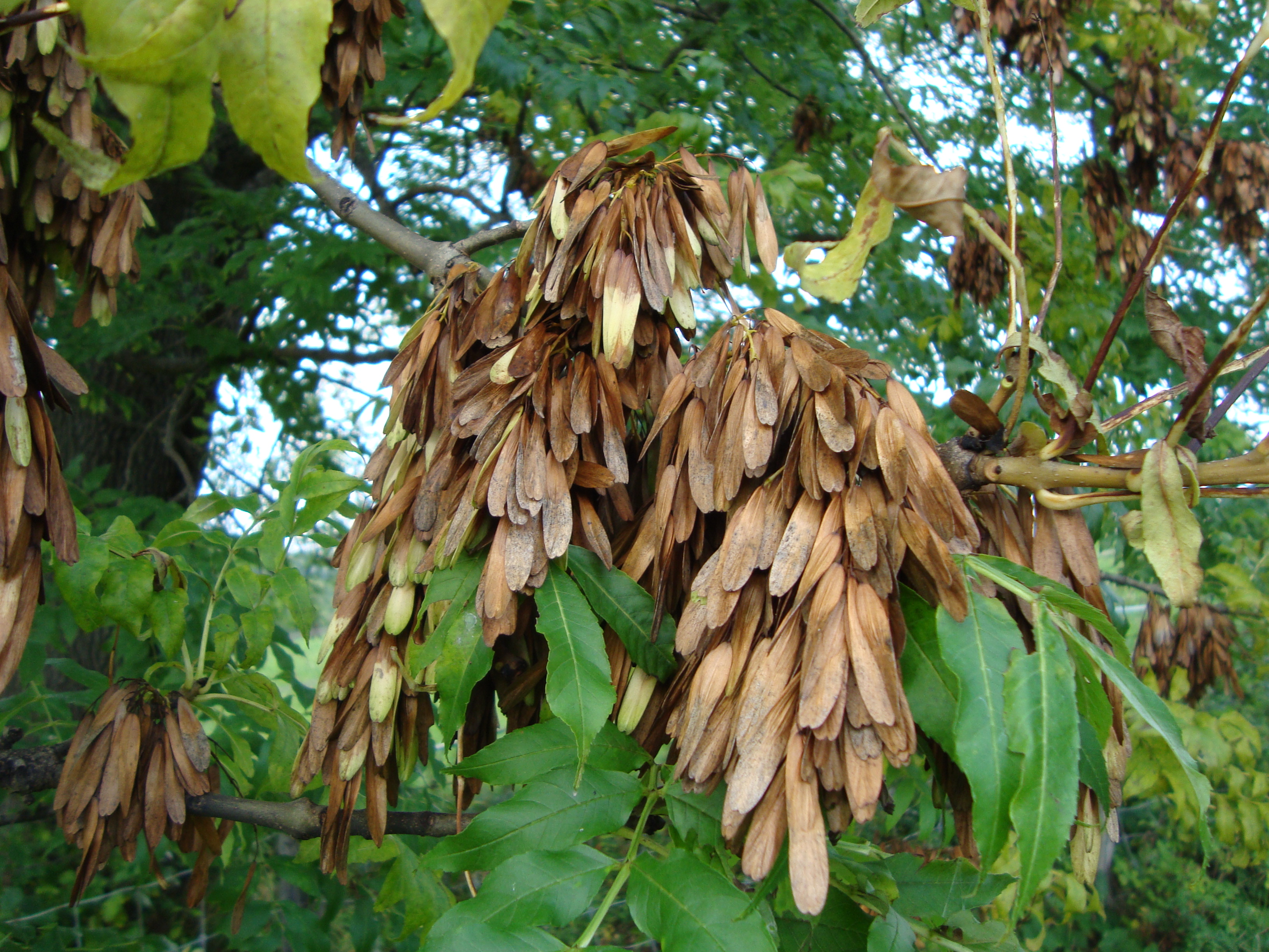 Gemeine Esche Fraxinus excelsior Merkmale, Bestimmung, Verwendung, essbar; Frucht