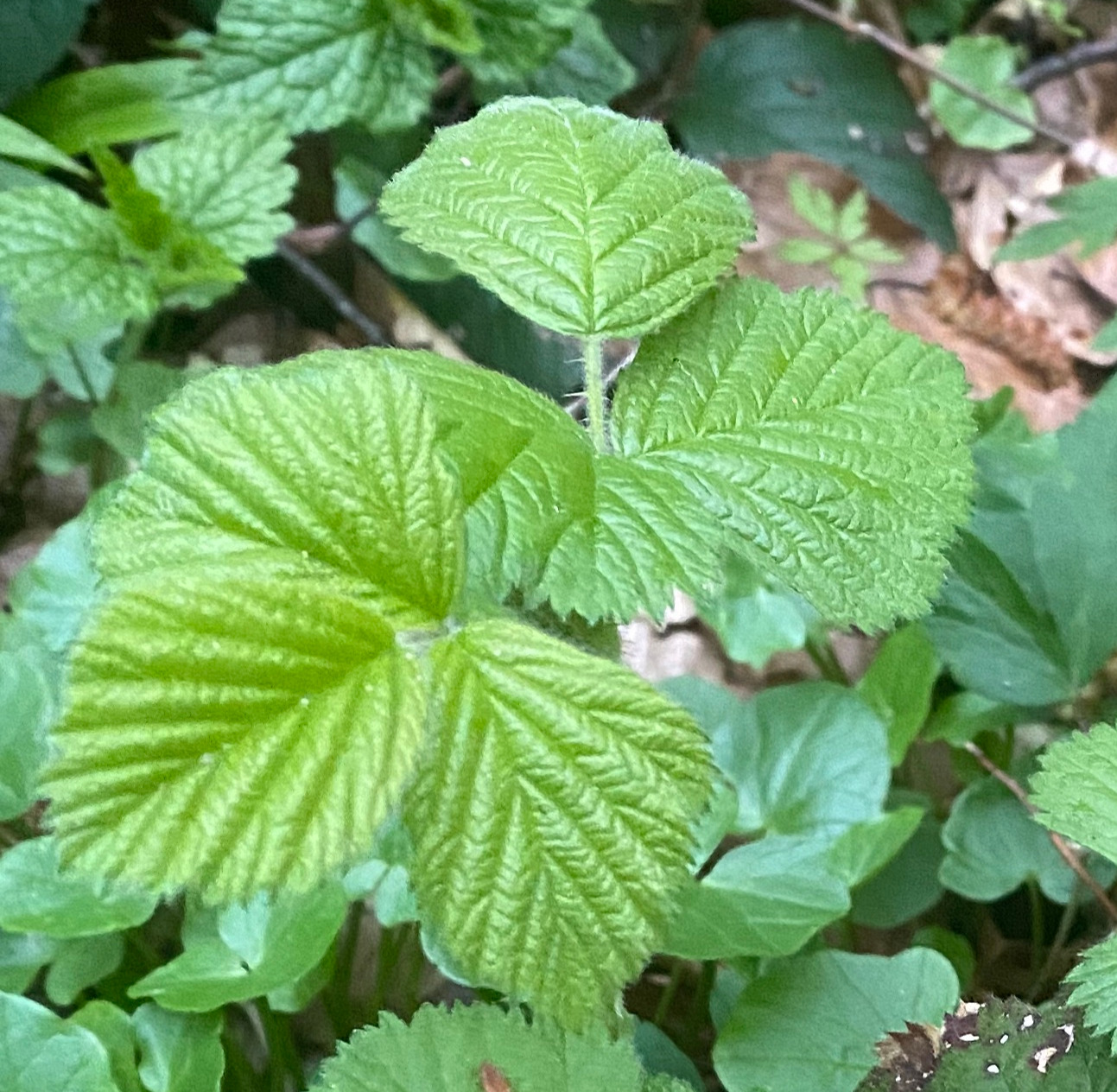 Brombeere Rubus sect Rubus junge Blätter