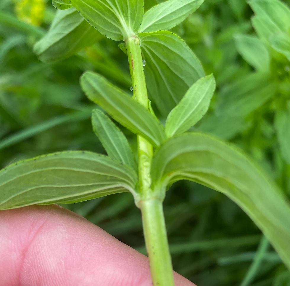 schwarze Punkte am Blattrand beim Echten Johanniskraut (Hypericum perforatum)