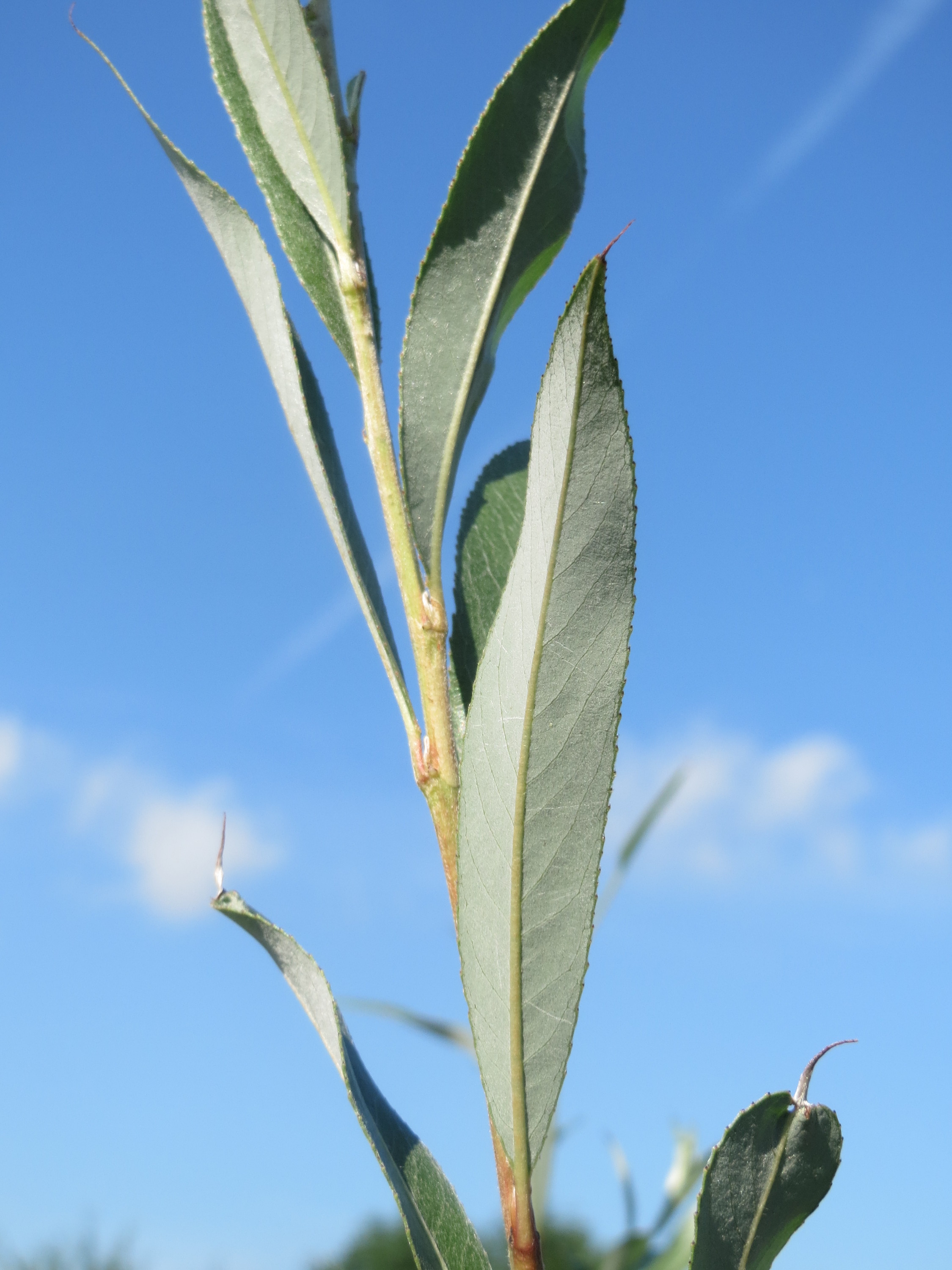 Silber Weide (Salix alba); Merkmale / Bestimmung / Verwendung; Blatt Unterseite