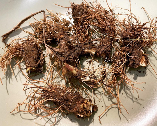 Rhizome des Breitwegerichs zur kulinarischen Nutzung ungewaschen