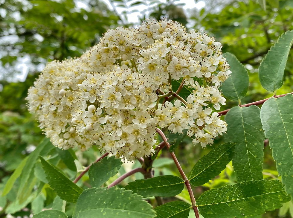 Blütenstand der Vogelbeere (Sorbus acuparia)