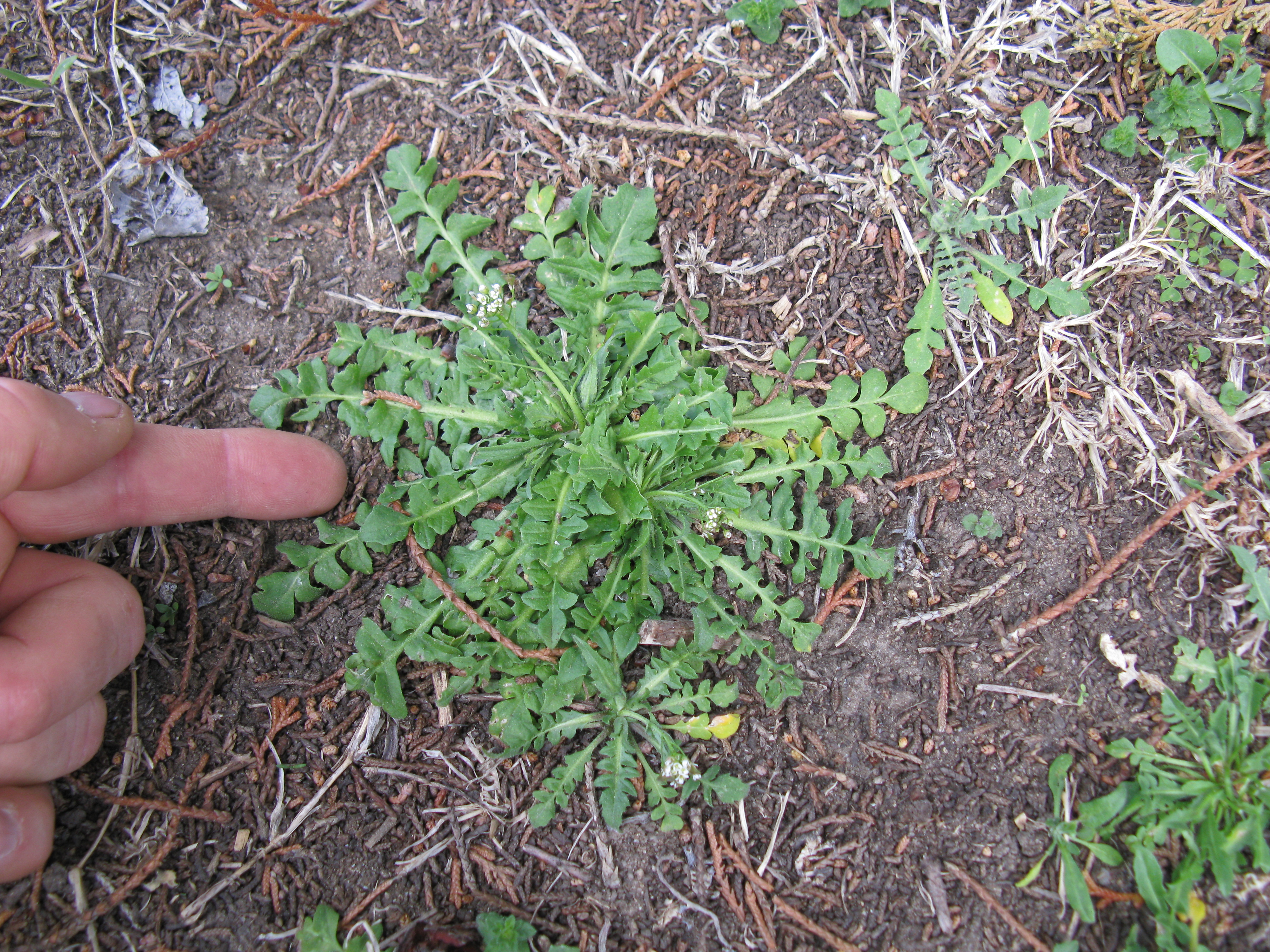 Brassicaceae_Capsella_bursa-pastoris_Grundrosette.jpg