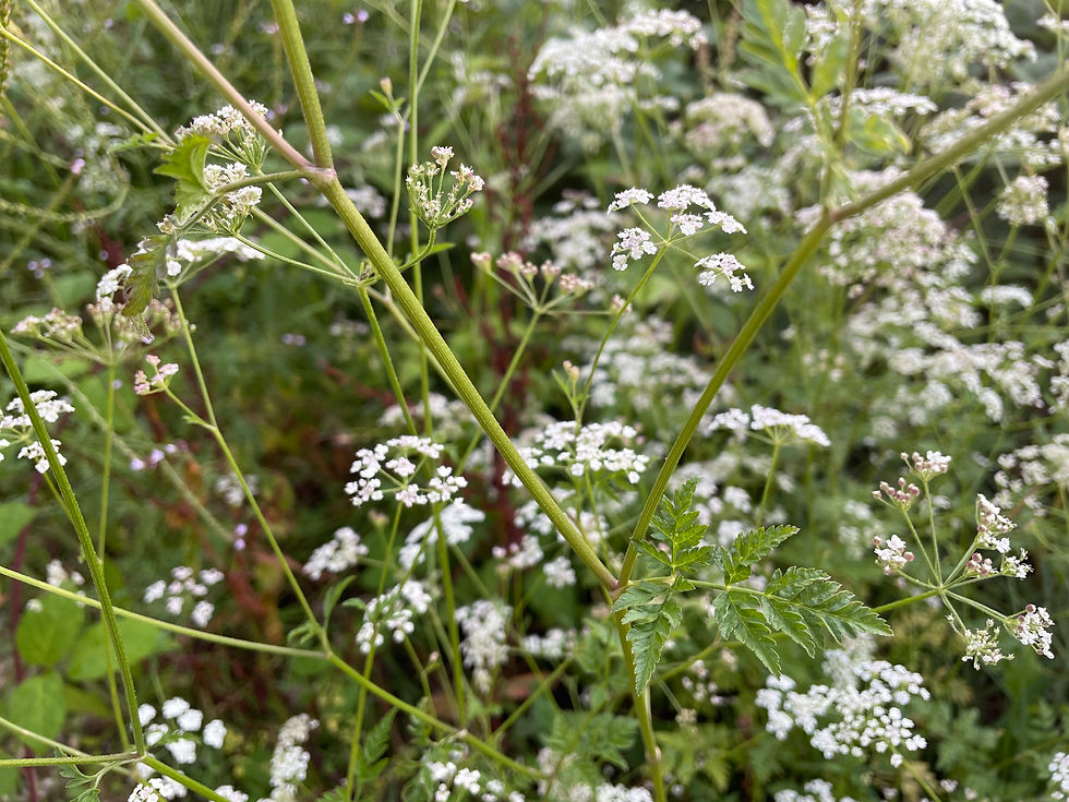 Doppeldolden des Gewöhnlichen Klettenkerbels (Torilis japonica)