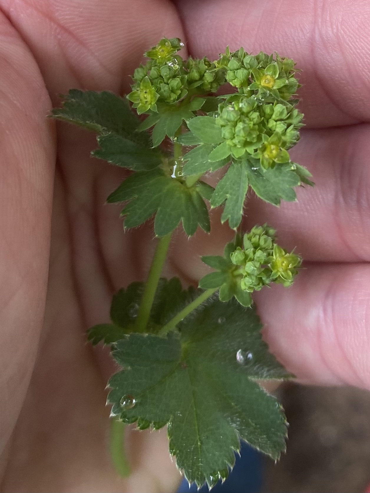 Gemeiner Frauenmantel (Alchemilla vulgaris) Eigenschaften / Merkmale / Bestimmmung / Verwendung, essbar,  Stängelblätter