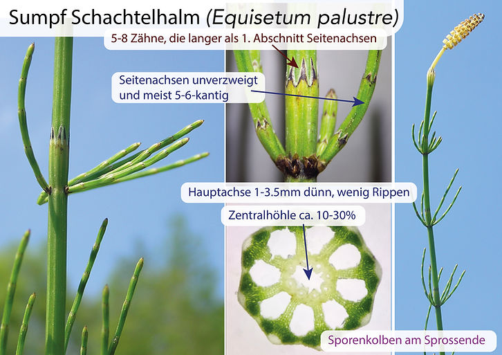 Schachtelhalme (Equisetum): Eigenschaften / Merkmale / Bestimmung / Unterscheidung / Verwendung: Sumpf Schachteöhalm (Equisetum palustre)