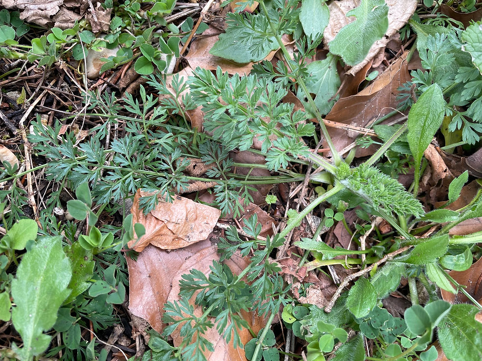Grundrosette der Wilden Möhre (Daucus carota)
