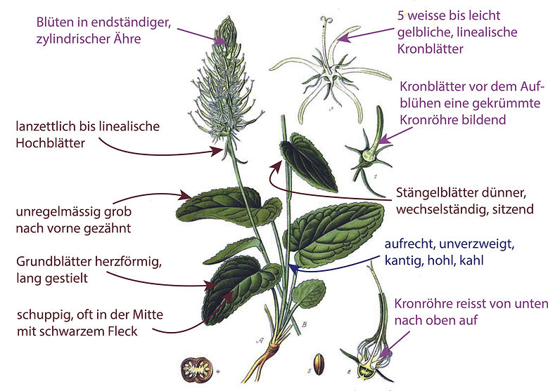 Illustration der Ährigen Teufelskralle (Phyteuma spicatum) für die Bestimmung der Art. Graphisch sehr übersichtlich sind Bestimmungsmerkmalen darübergezeichnet.