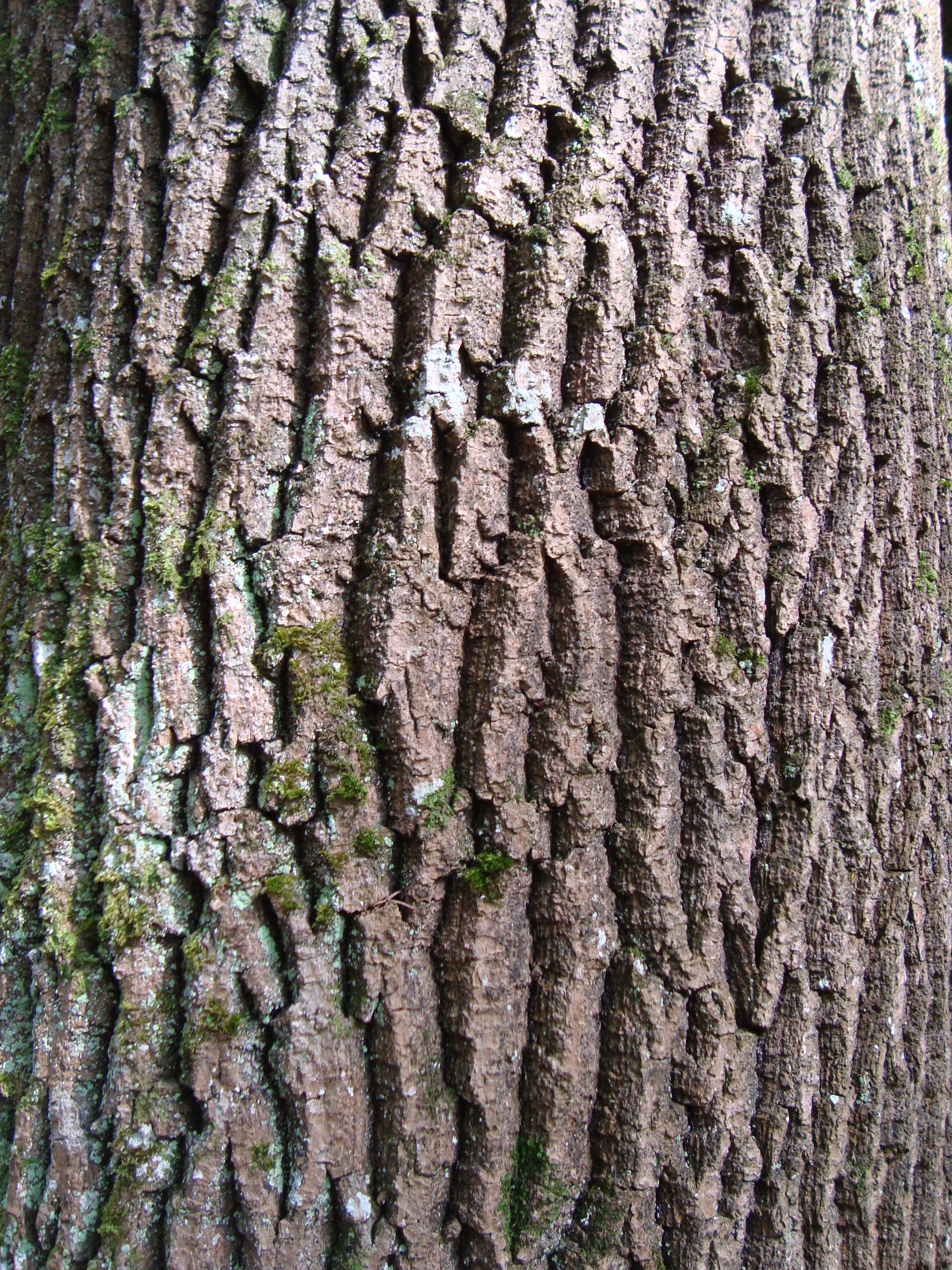 Gemeine Esche Fraxinus excelsior Merkmale, Bestimmung, Verwendung, essbar; Borke alt