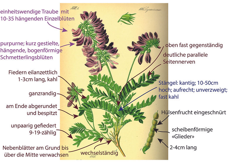 Illustration des Alpen-Süssklees (Hedysarum haedysaroides). Graphisch sehr übersichtlich sind Bestimmungsmerkmalen darübergezeichnet. Das Bild ist gut für die Bestimmung der Art geeignet. Begriffe sind u.a. Blätter gefiedert, Blüten purpurn, hängend und bogenförmig in einer einheitswenigen Traube angeordnet, usw.