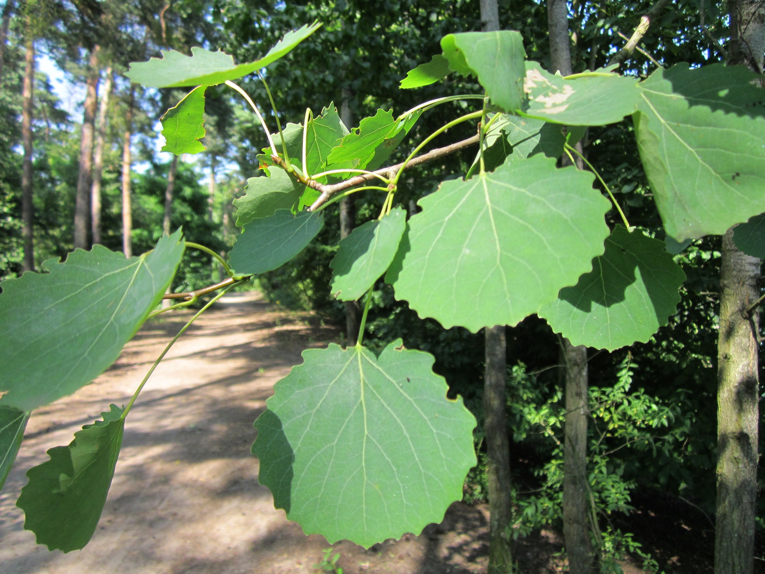 Zitter-Pappel (Populus tremula) Eigenschaften / Bestimmung / Merkmale / Verwendung; essbar; Blätter