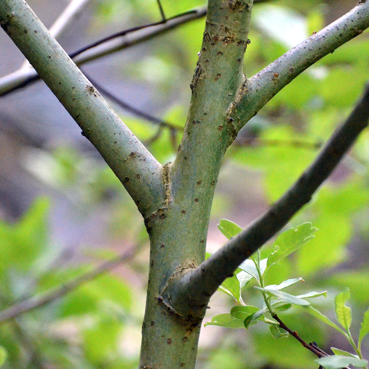 Sal-Weide (Salix caprea); Eigenschaften / Bestimmung / Merkmale / Verwendung; junger Ast