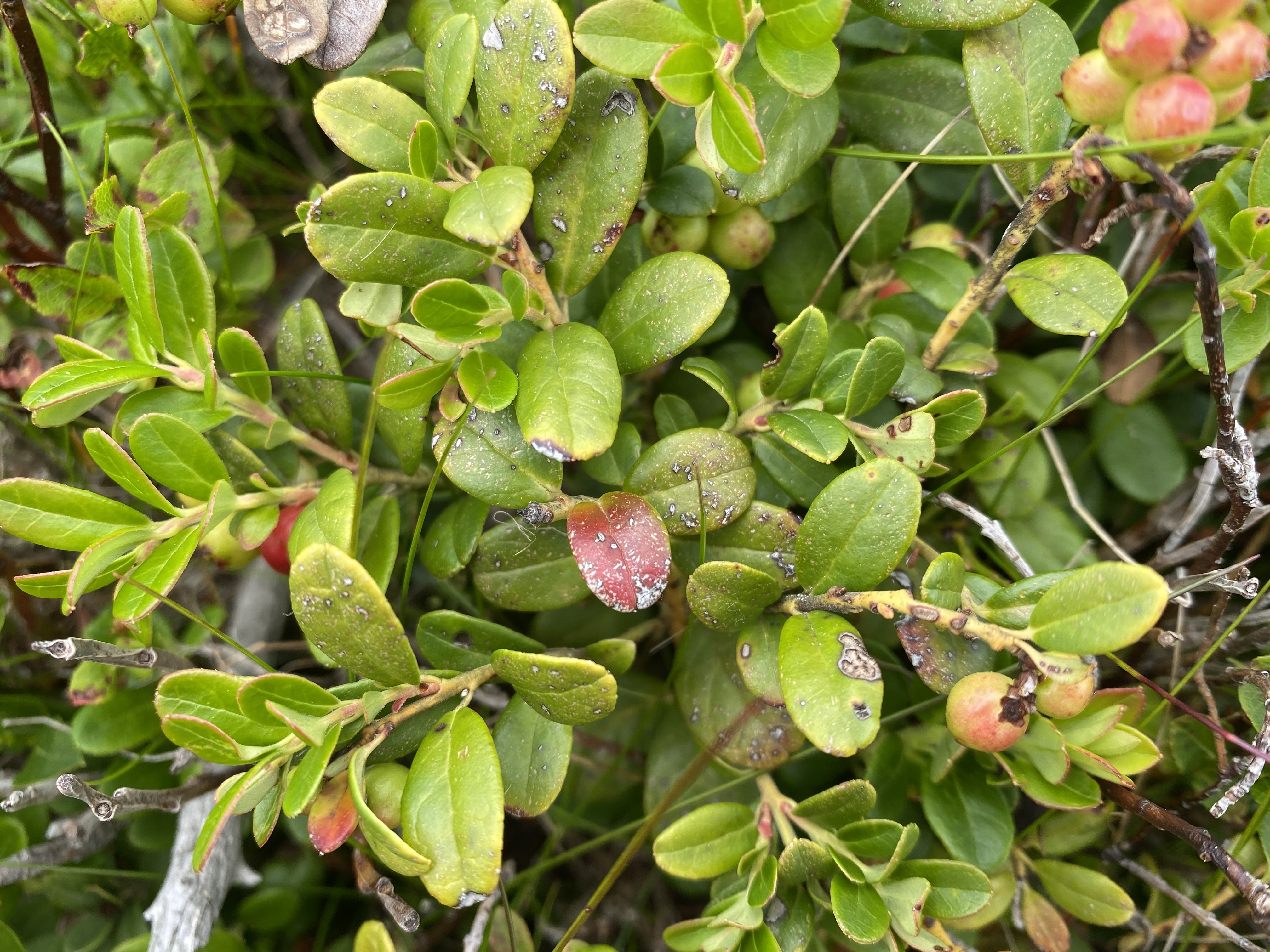Preiselbeere (Vaccinium vitis-ideae) Bestimmung / Merkmale / Eigenschaften / Verwendung, essbar: Blätter