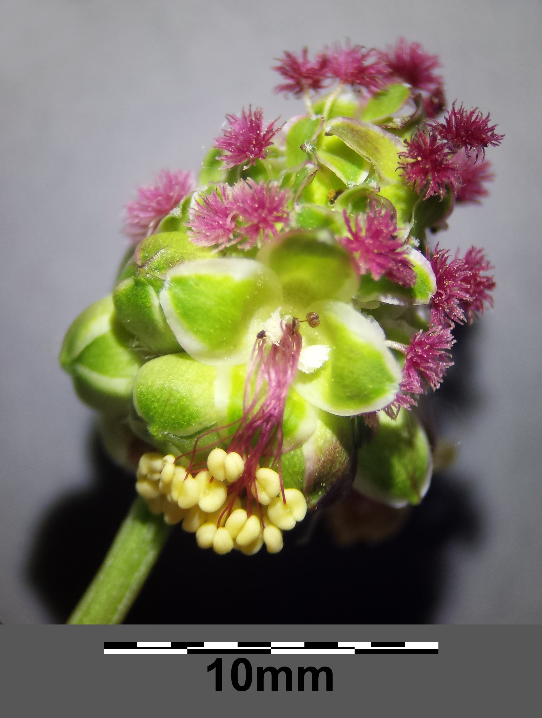 Rosaceae_Sanguisorba_minor_Blütenkopf_nah.jpg