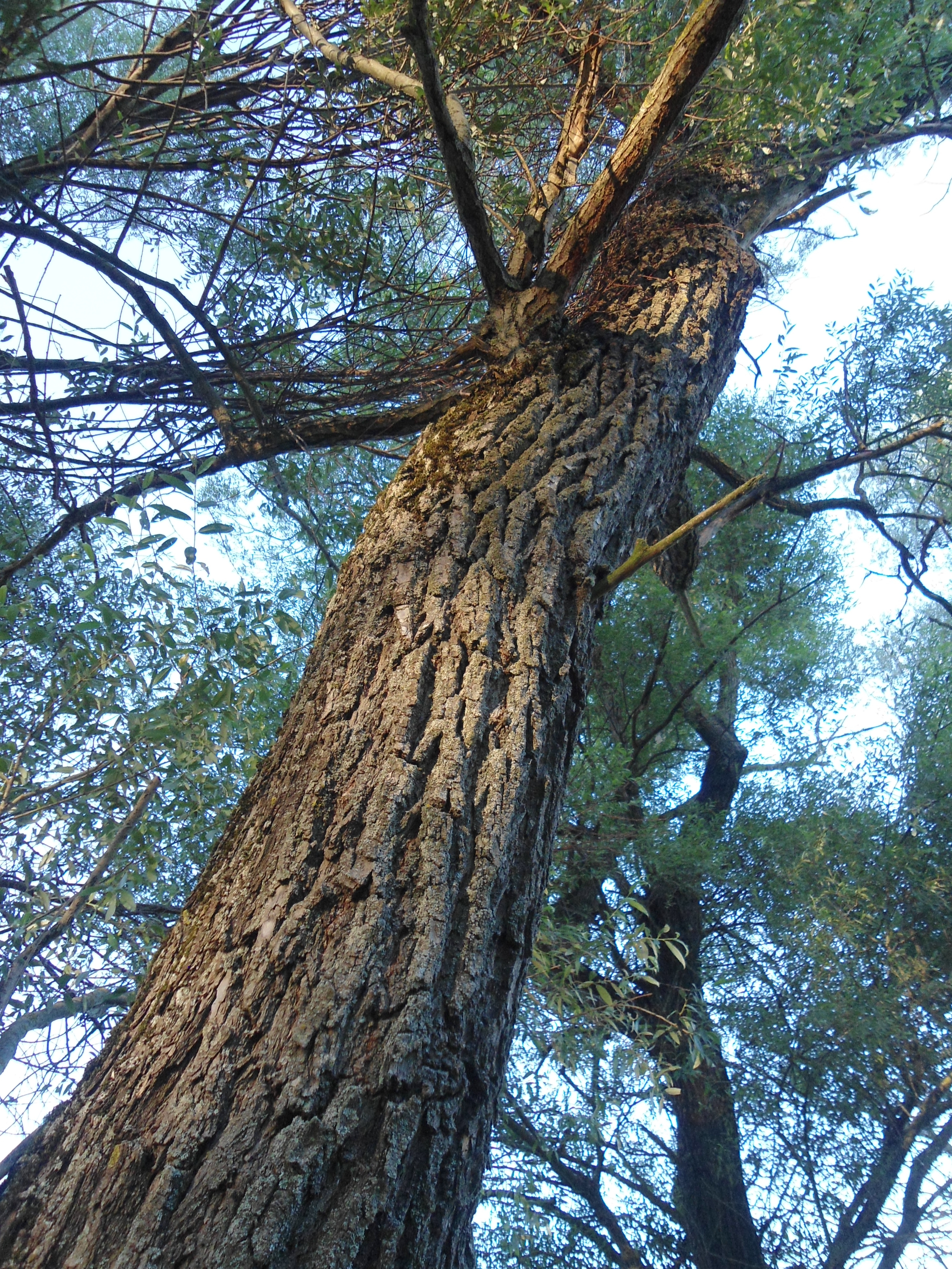 Silber Weide (Salix alba); Merkmale / Bestimmung / Verwendung; Borke