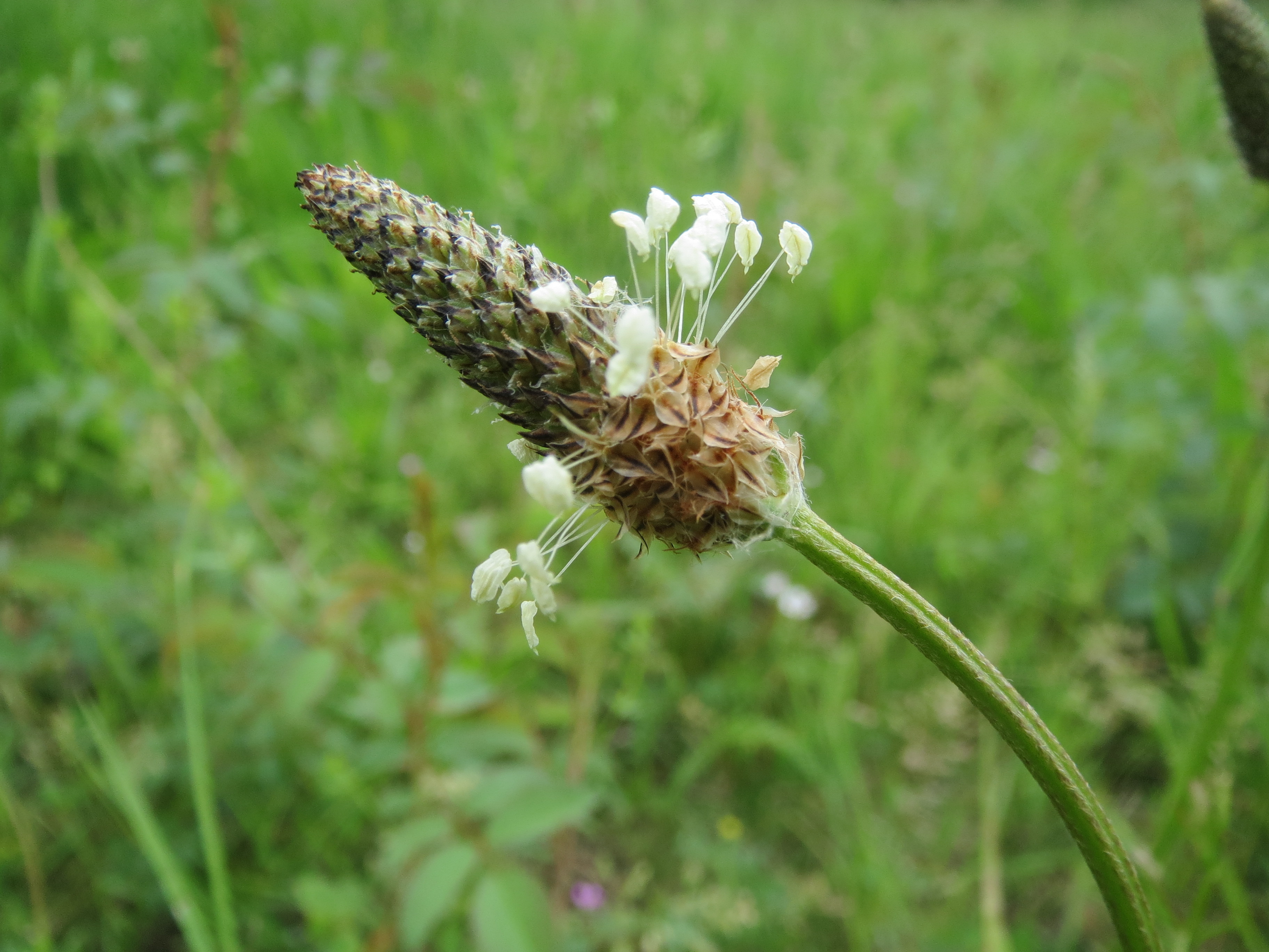 Spitzwegerich Plantago lanceolata Blüten