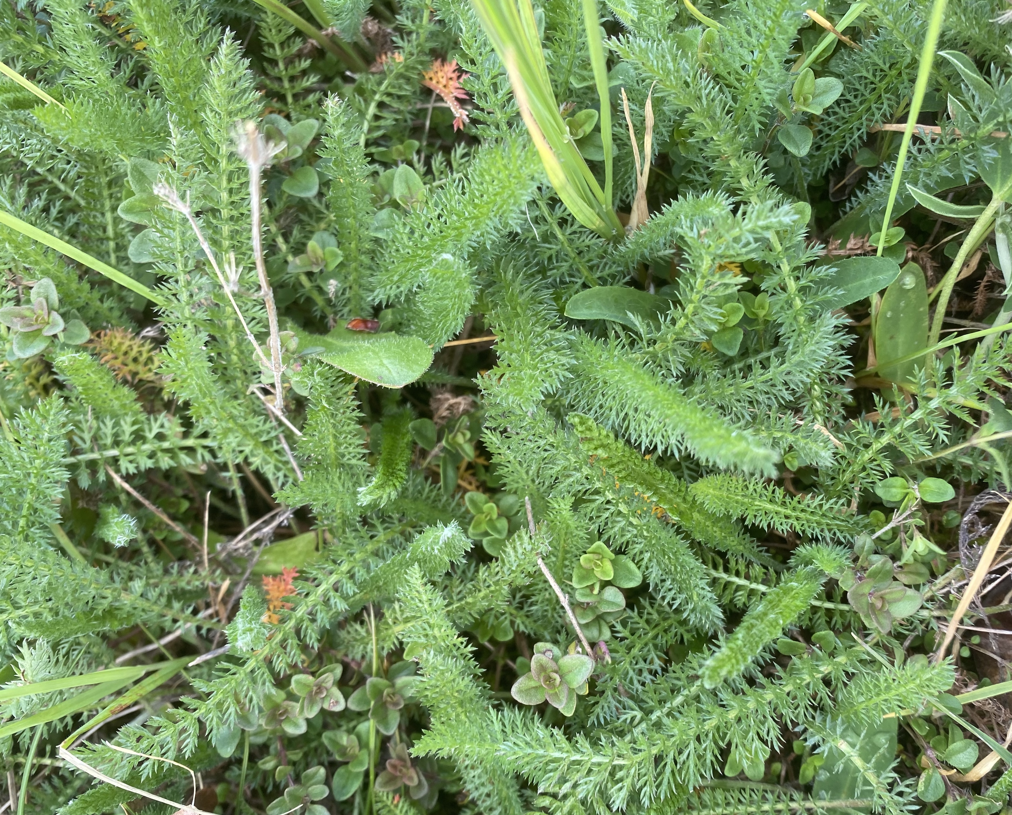 Asteraceae Achillea millefolium Schafgarbe Eigenschaften Merkmale Bestimmung Verwendung Grundrosette