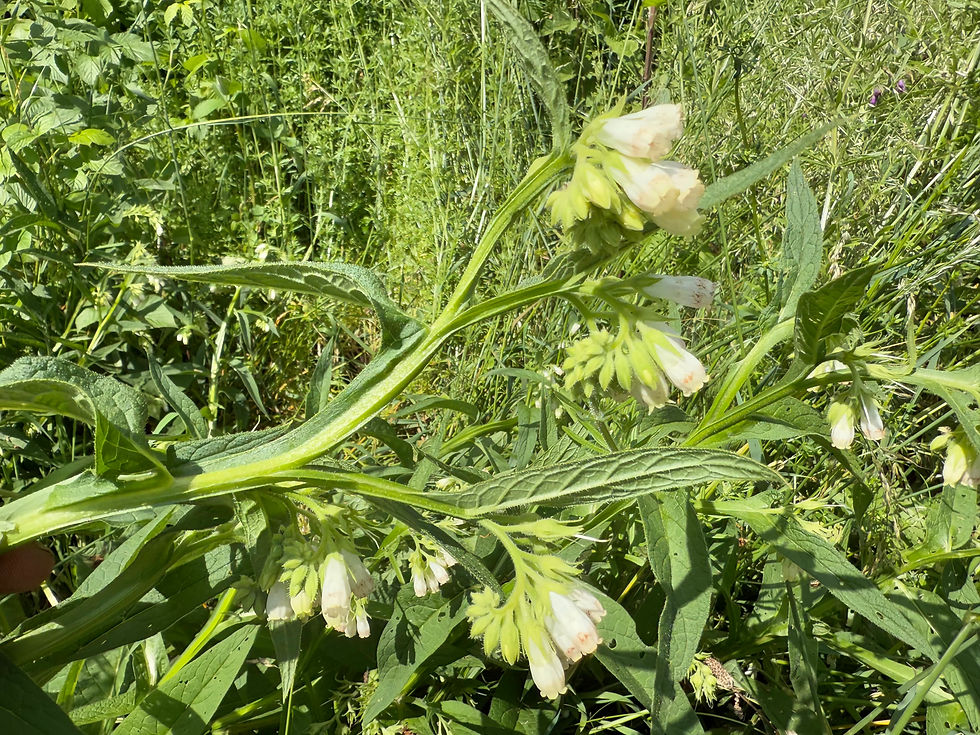 geflügelte obere Stängelblätter vom Beinwell (Symphytum officinale)