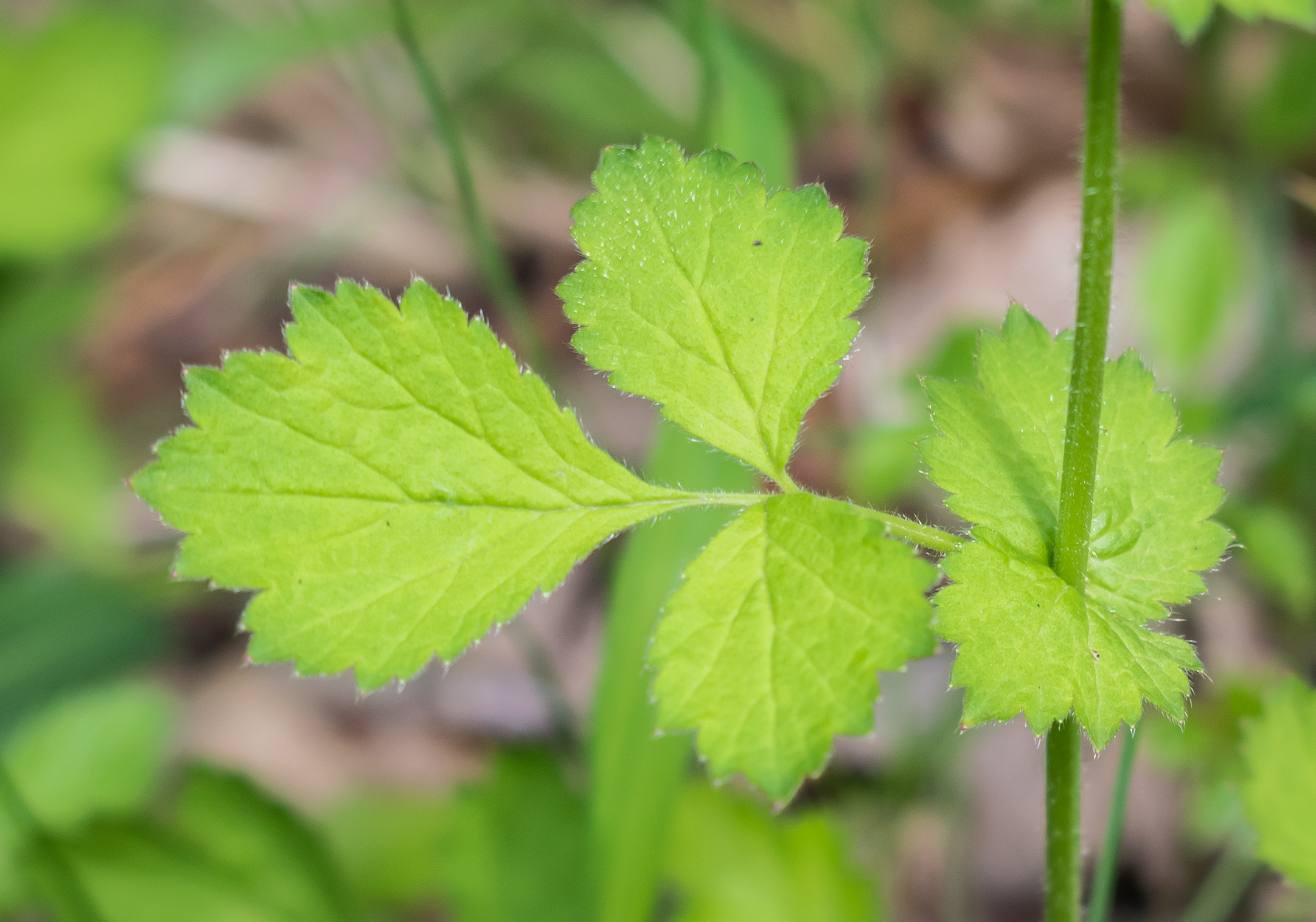 Rosaceae_Geum_urbanum_Stängelblatt_Seite.jpg