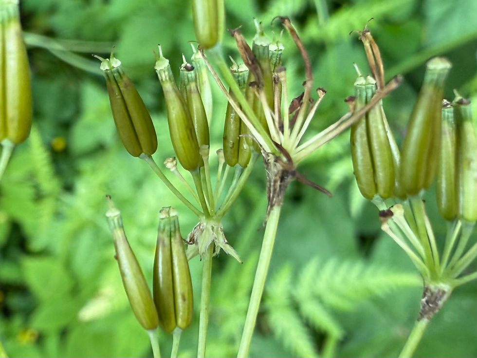 Frucht des Wiesen-Kerbels (Anthriscus sylvestris)