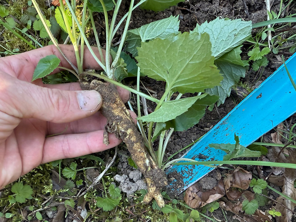 Wurzel der Ährigen Teufelskralle (Phyteuma spicatum)