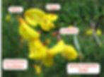 Besenginster (Cytisus scoparius, giftig!): Fahne, Flügel und Schiffchen sind etwa gleich lang. Gut zu sehen ist, wie der Griffel (spiralig eingerolllt) und die verwachsenen Staubblätter (mit gelben Staubbeuteln) aus dem Schiffchen hervortreten