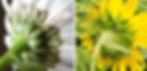 Wiesen-Margerite (Leucanthemum vulgare) links und Sonnenblume (Helianthus annuus) rechts: mit dem grünen Hüllkelch unter dem Blütenkorb
