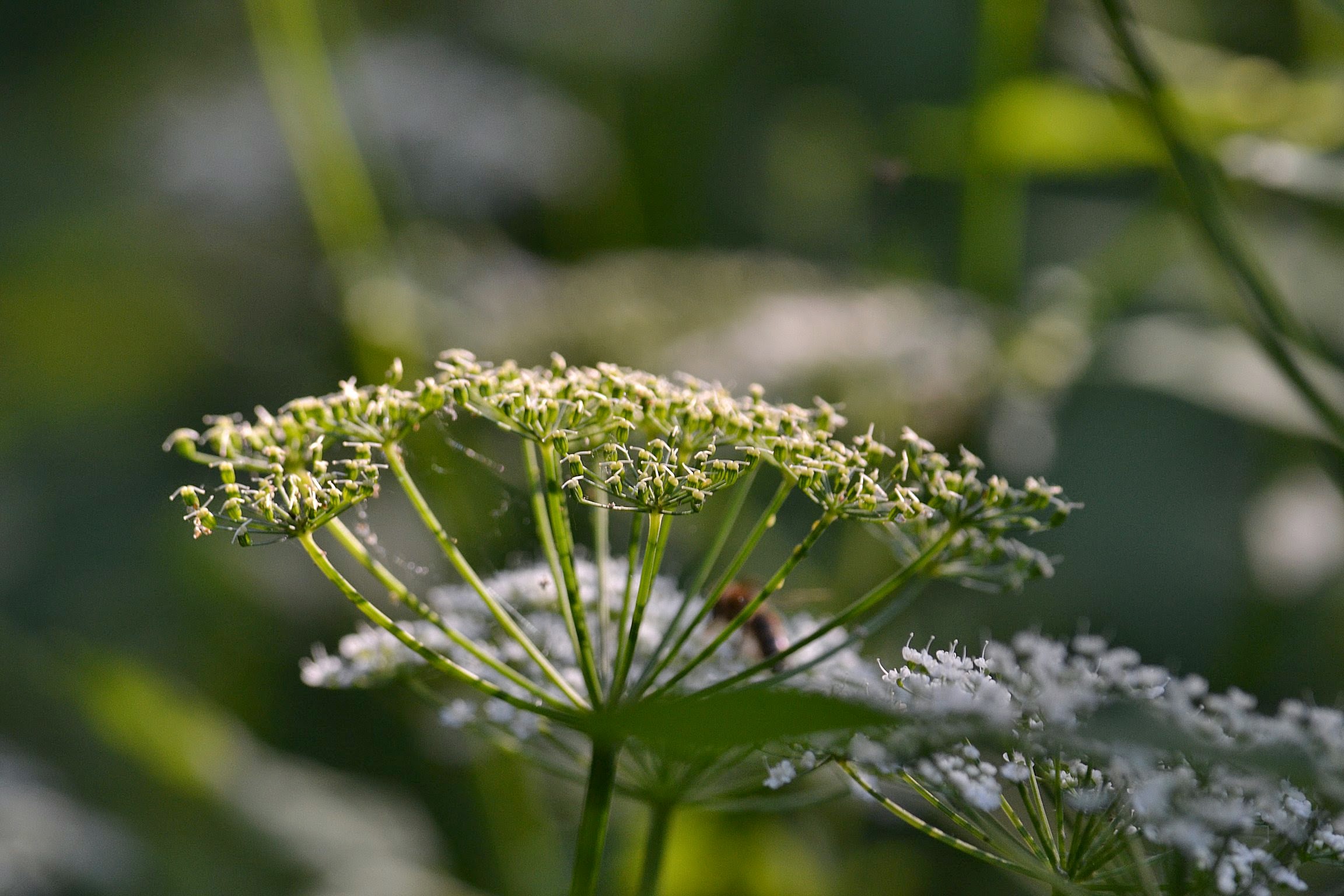 Apiaceae Aegopodium podagraria Giersch Eigenschaften Merkmale Bestimmung Frucht