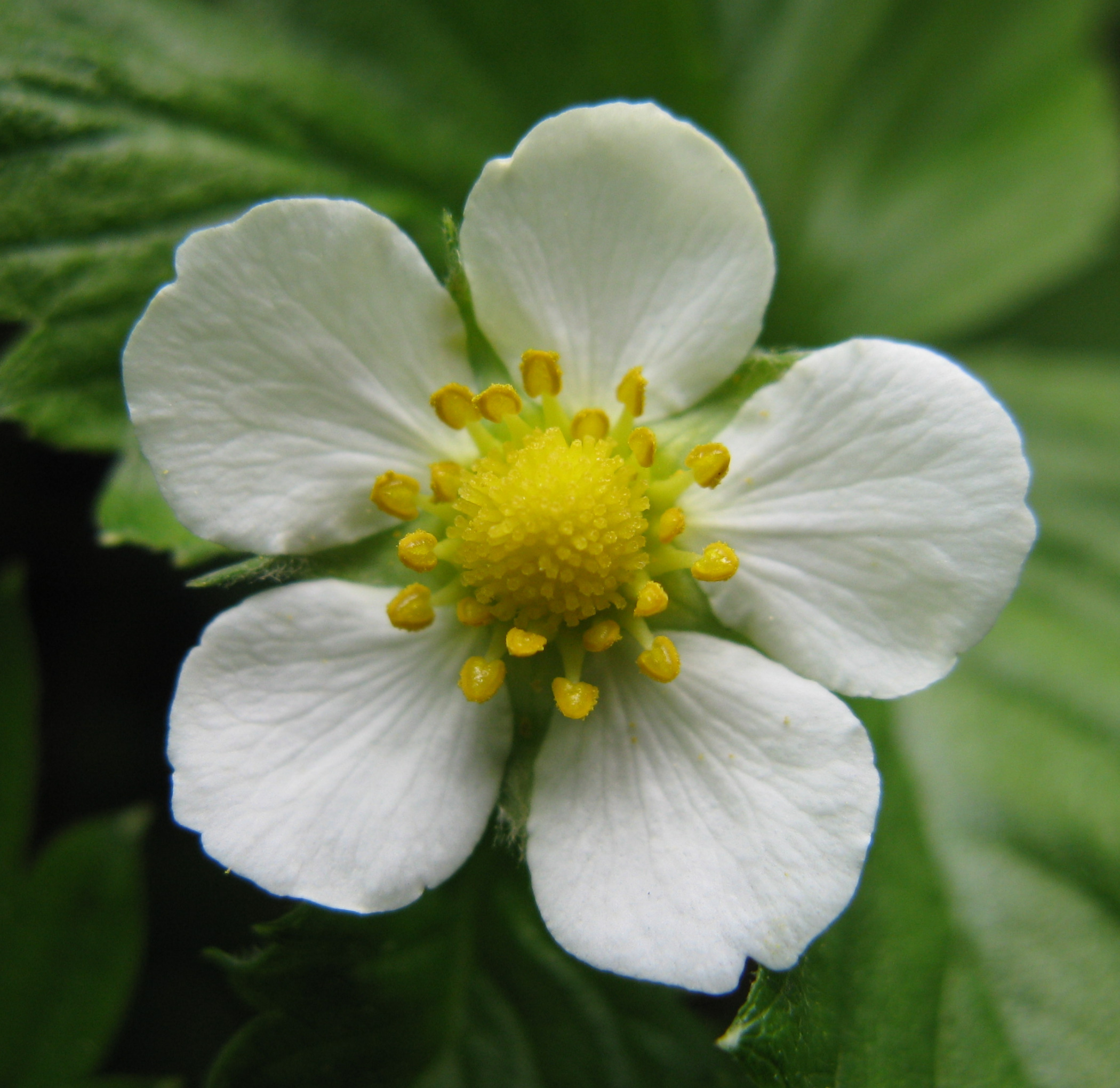 Wald Erdbeere Fragaria vesca Blüte