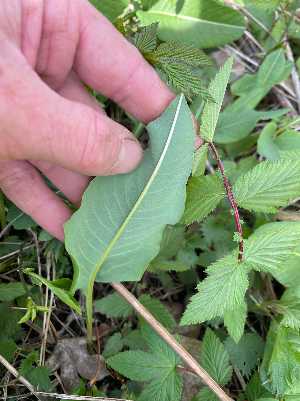 Blattunterseite vom Wiesen-Knöterich / Schlangenknöterich (Polygonum bistorta)