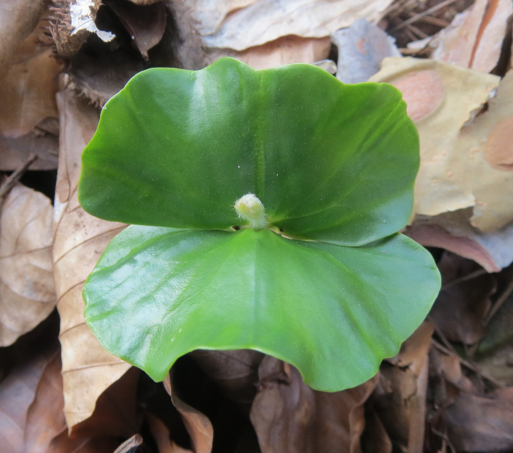 Rotbuche Fagus sylvatica Keimblatt