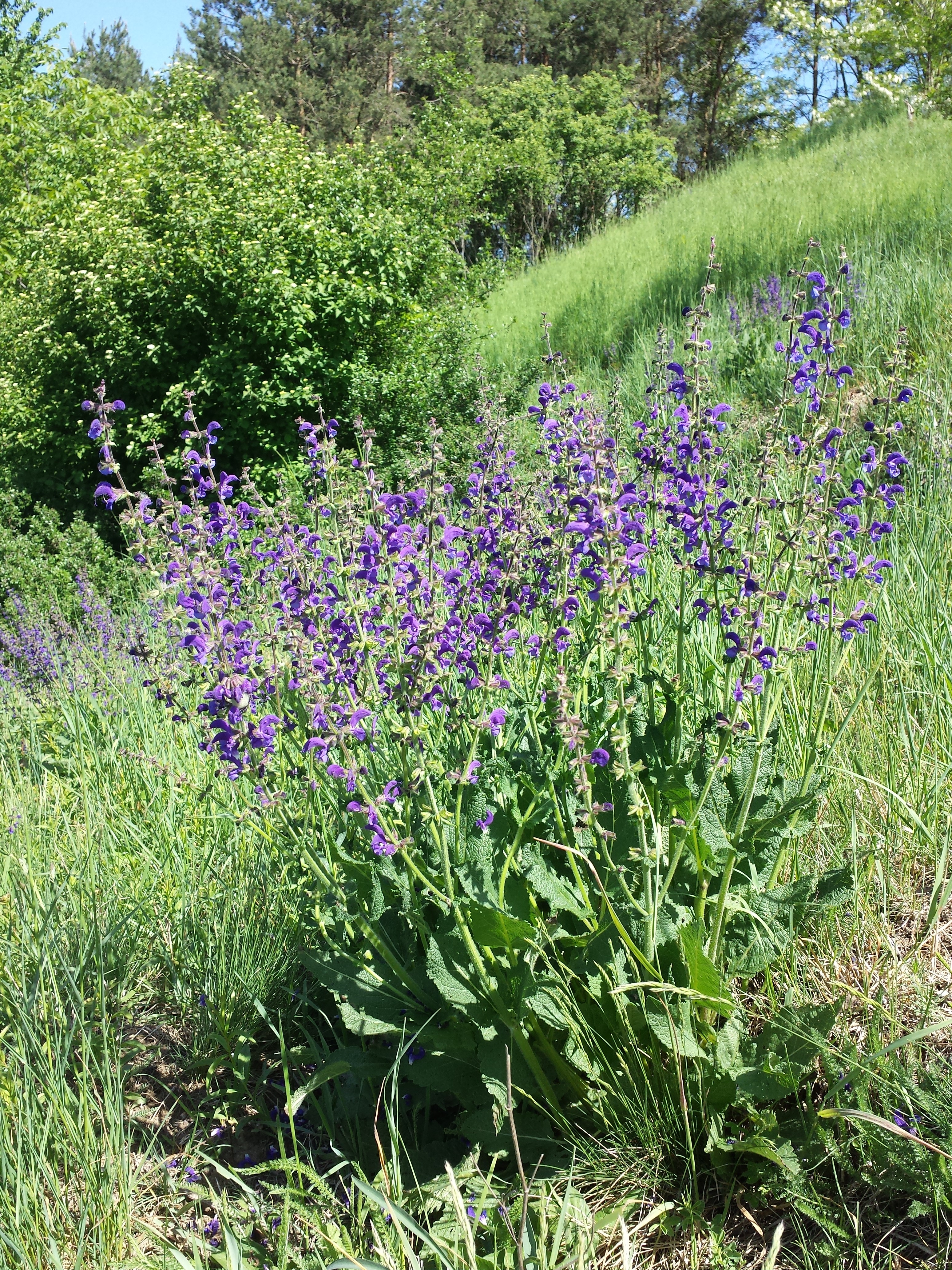 Lamiaceae Salvia pratensis Wiesen Salbei Eigenschaften Merkmale Bestimmung