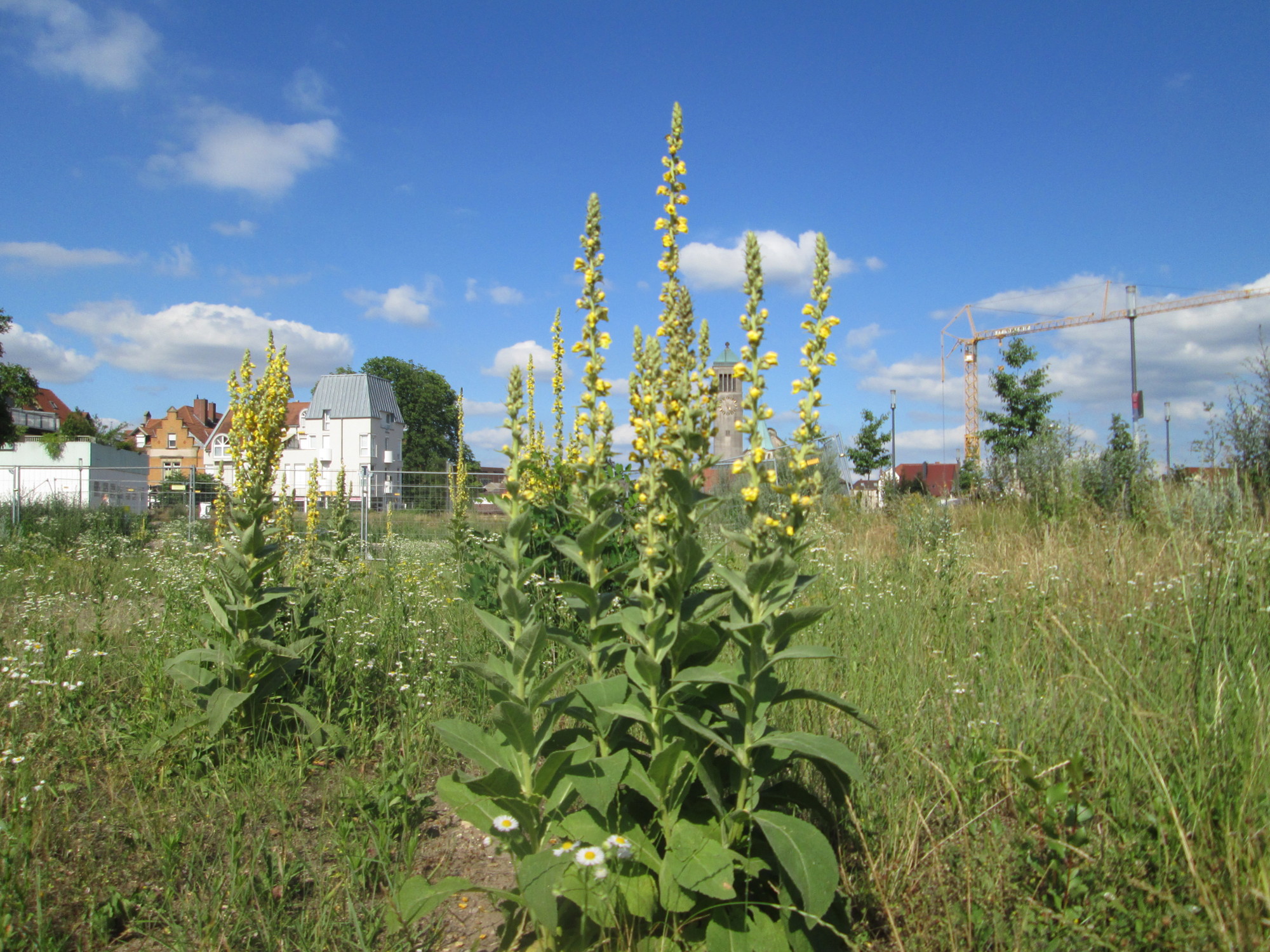 Scrophulariaceae_Verbascum_thapsus_ges.jpg