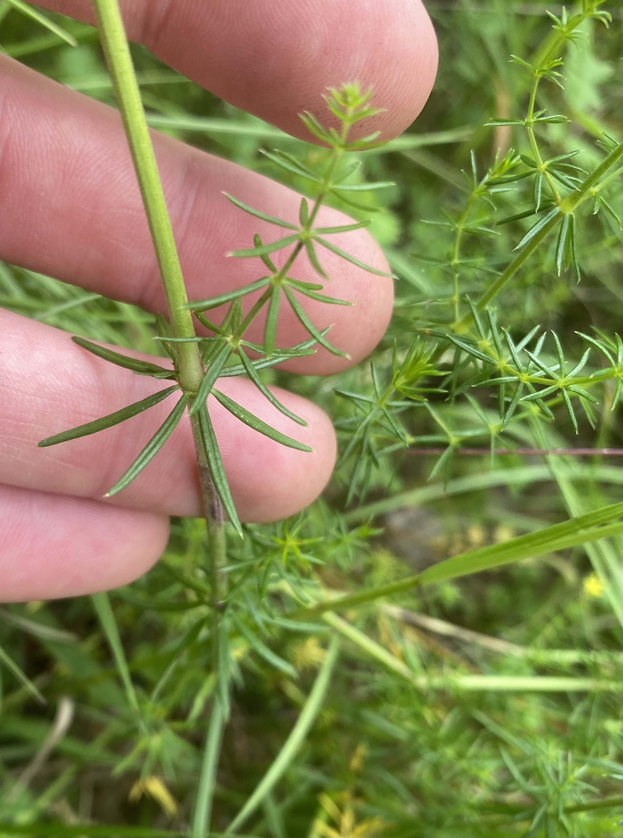 Echtes Labkraut (Galium verum): Eigenschaften / Verwenndung / Merkmale / Bestimmung, essbar: Blätter und Stängel
