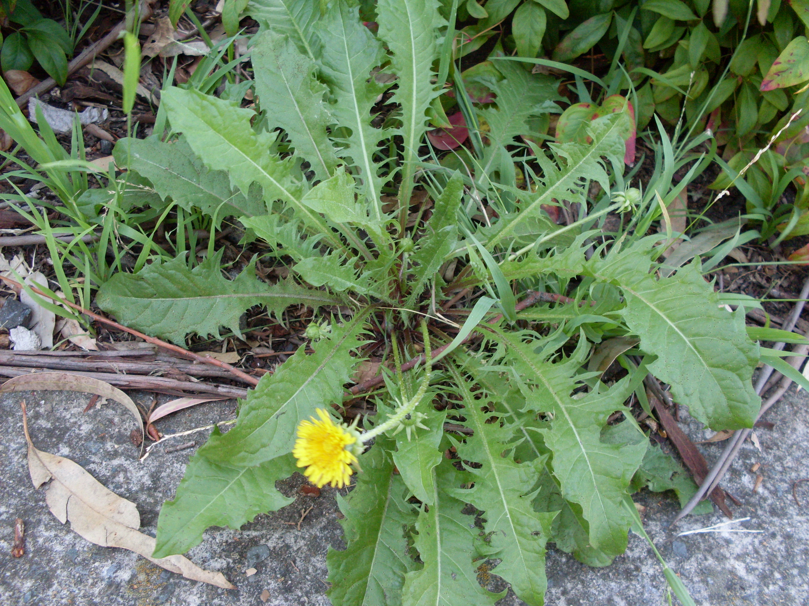 Löwenzahn Taraxacum sect Ruderalia Blattrosette Blätter