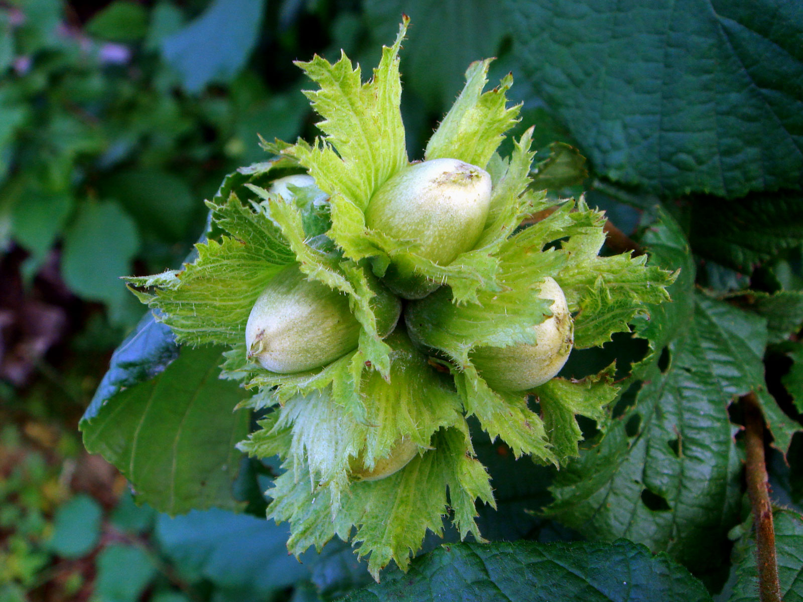 Betulaceae_Corylus_avellana_Frucht_unreif.jpg
