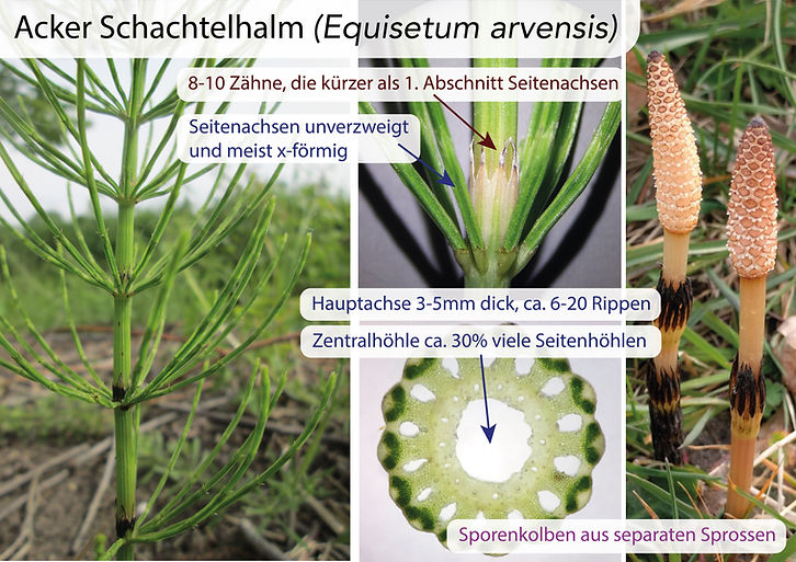 Schachtelhalme (Equisetum): Eigenschaften / Merkmale / Bestimmung / Unterscheidung / Verwendung: Acker Schactelhalm (Equisetum arvensis)