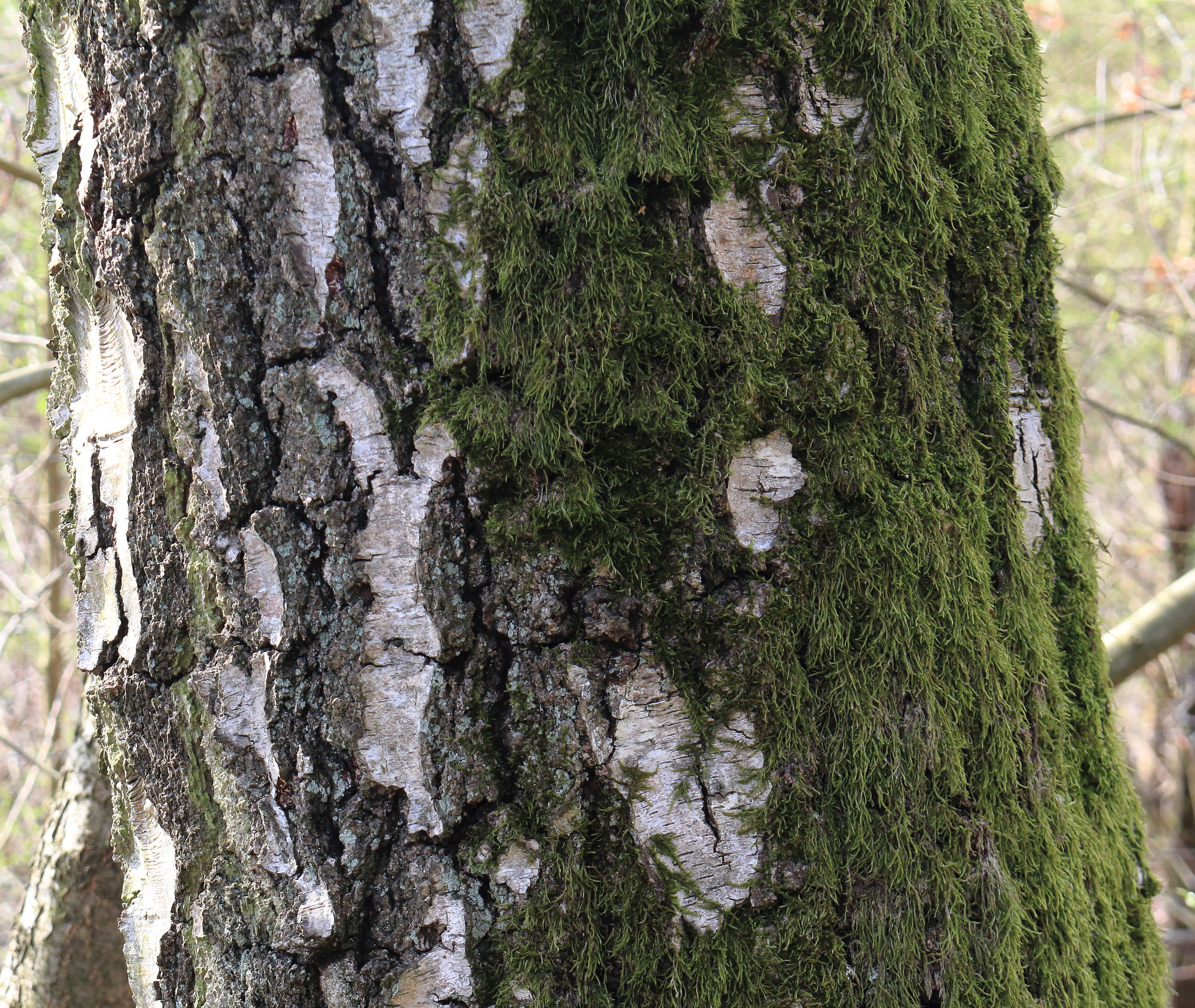 Hänge-Birke (Betula pendula) Eigenschaften, Beschreibung, Bestimmung, Merkmale, Verwendung, essbar: Borke älterer Stammbereiche