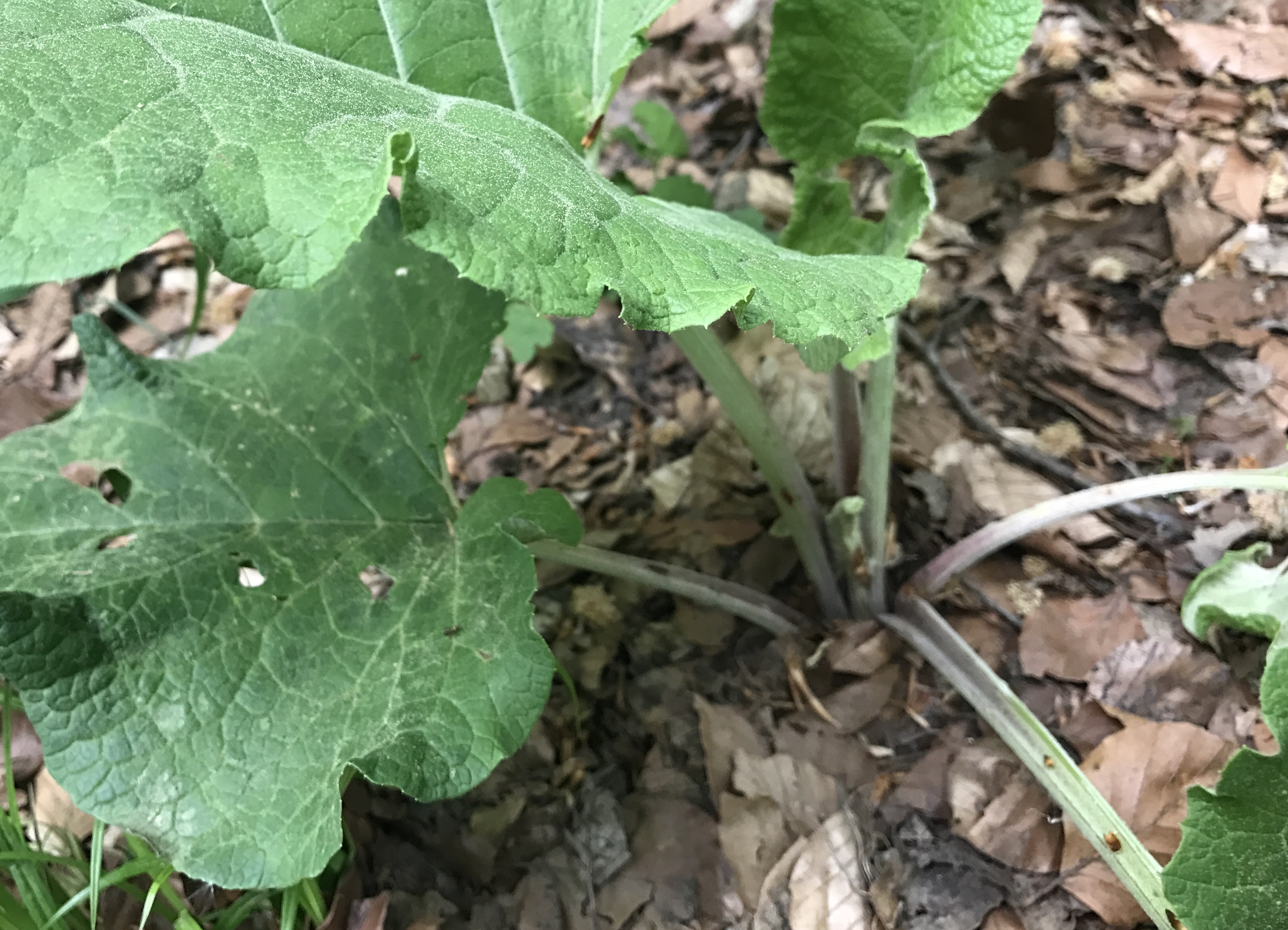 Asteraceae Arctium Lappa Grosse Klette Eigenschaften Merkmale Bestimmung Verwendung Blattstiel