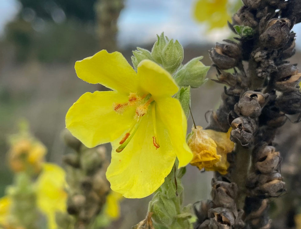 Blüte der Grossblütigen Königskerze