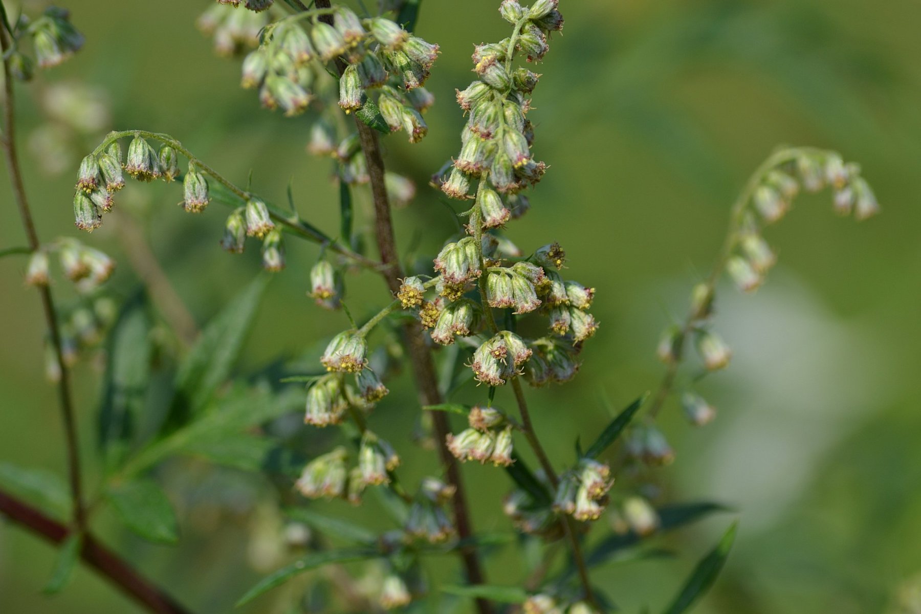 Asteraceae_Artemisia_vulgaris_Blüte.jpg