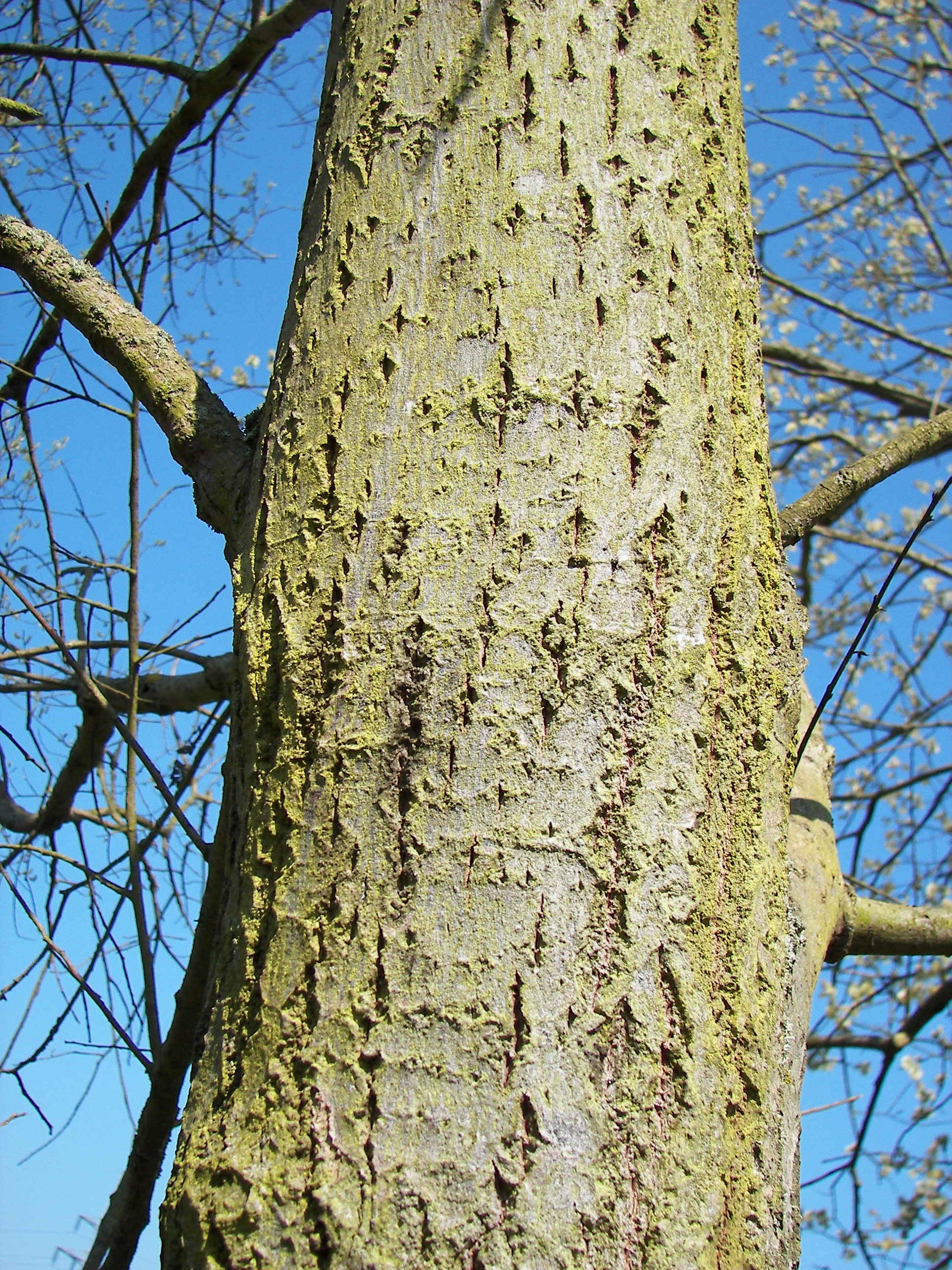 Sal-Weide (Salix caprea); Eigenschaften / Bestimmung / Merkmale / Verwendung; Borke