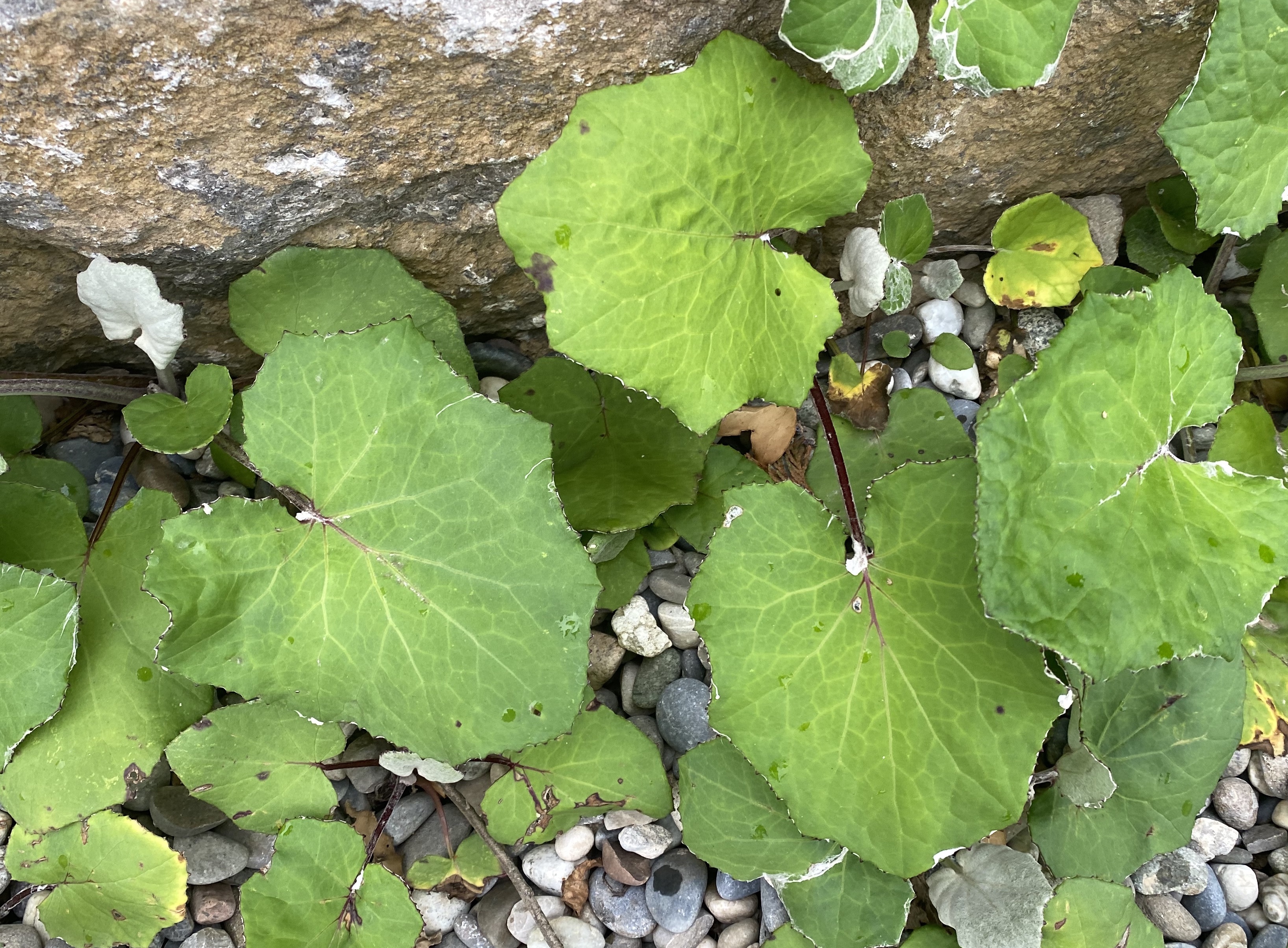 Asteraceae Huflattich Tussilago farfara Eigenschaften Merkmale Bestimmung Blätter