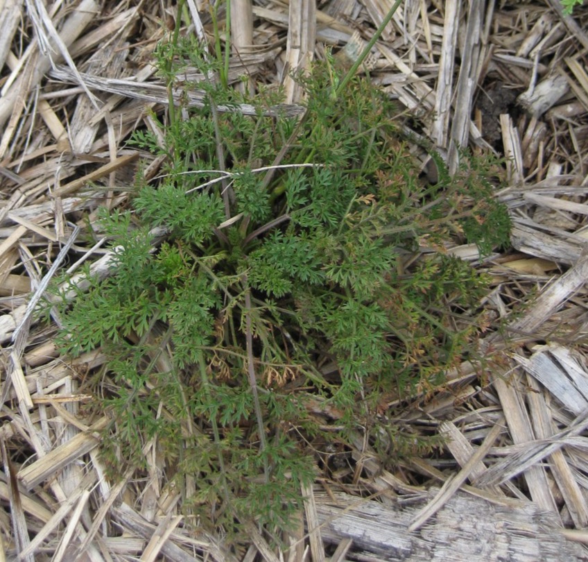 Apiaceae Daucus carota Wilde Möhre Eigenschaften Bestimmung Merkmale Verwendung Grundrosette