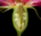 Blütenbecher einer Rose (Gattung Rosa)
