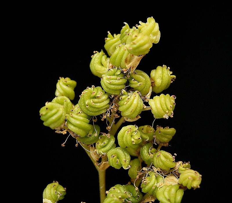 Echter Mädesüss (Filipendula ulmaria) EIgenschaften / Merkmale / Bestimmung / Verwendung, essbar: Frucht