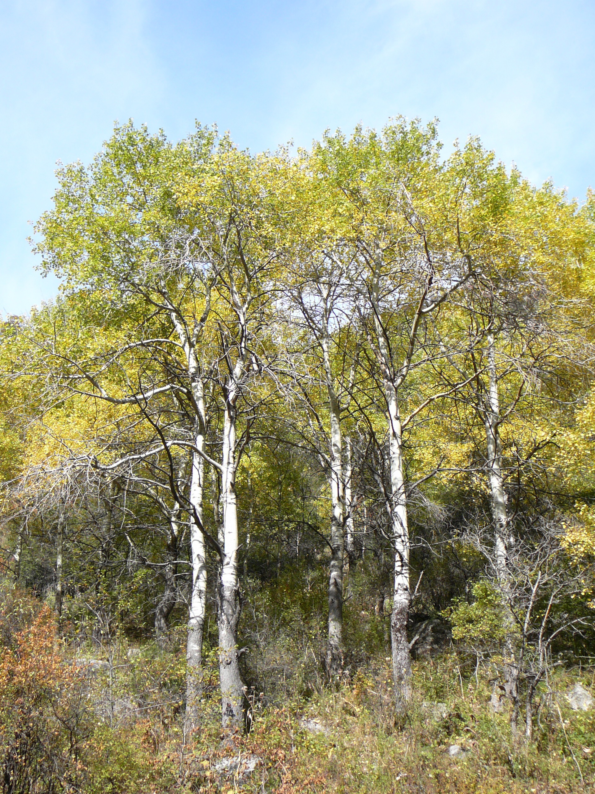 Zitter-Pappel (Populus tremula) Eigenschaften / Bestimmung / Merkmale / Verwendung; essbar; Habitus